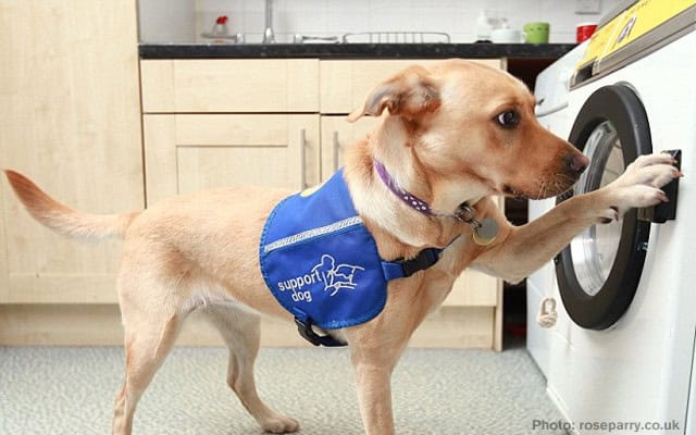 Headset for dogs translates their thoughts